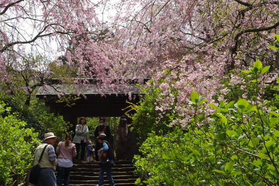 明月院の枝垂桜も満開_05.jpg