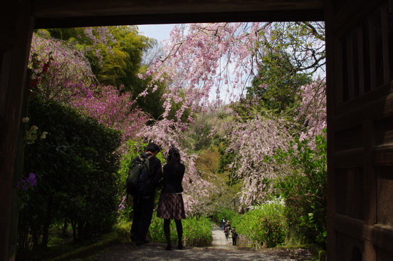 明月院の枝垂桜も満開_08.jpg