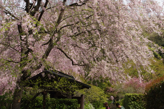 明月院の枝垂桜も満開_09.jpg