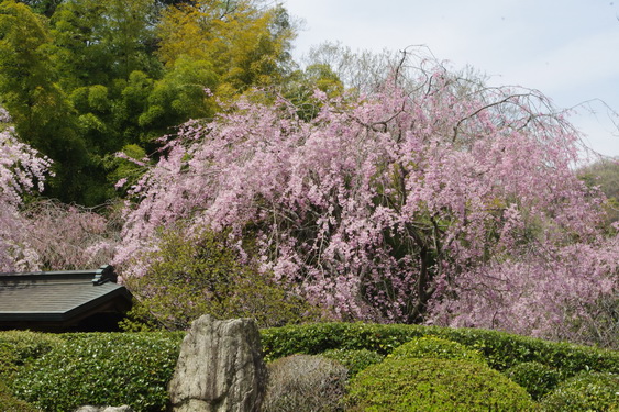 明月院の枝垂桜も満開_10.jpg