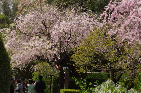 明月院の枝垂桜も満開_11.jpg