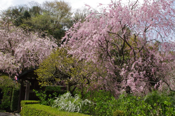 明月院の枝垂桜も満開_12.jpg