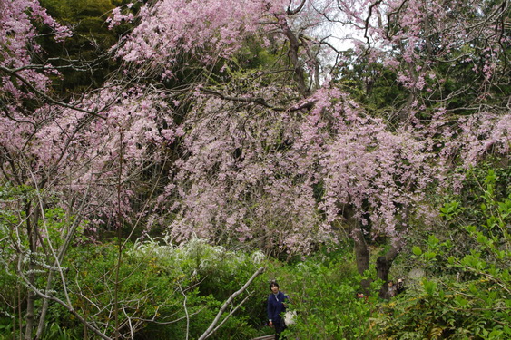 明月院の枝垂桜も満開_13.jpg