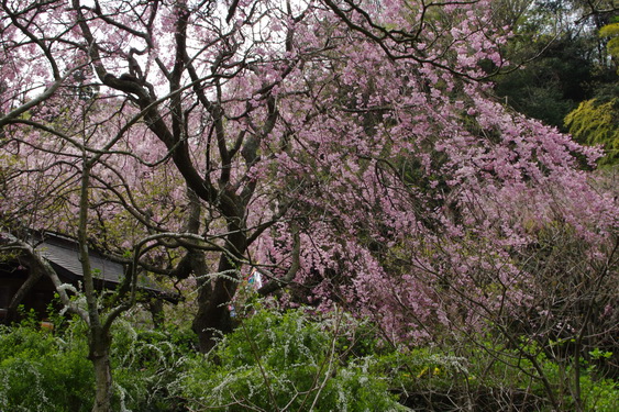 明月院の枝垂桜も満開_14.jpg