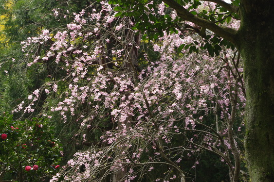 明月院の枝垂桜も満開_17.jpg