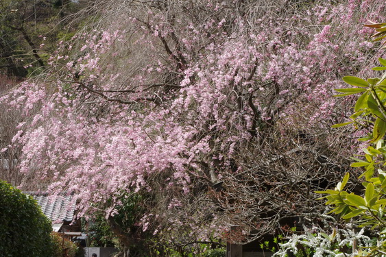 明月院の枝垂桜開花_09.jpg