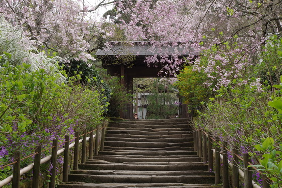 明月院の枝垂桜は満開だけど_01.jpg