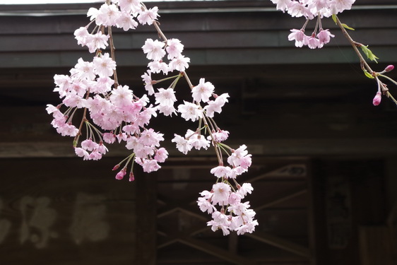明月院の枝垂桜は満開だけど_02.jpg