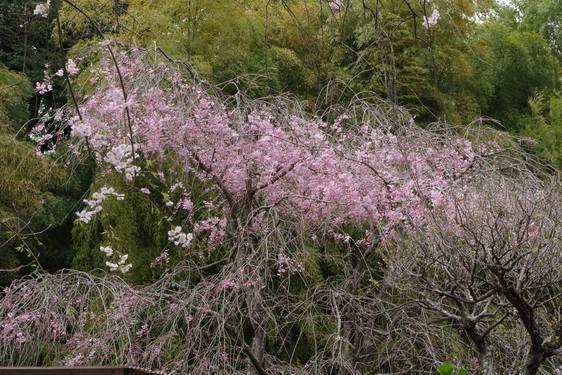 明月院の枝垂桜は満開だけど_06.jpg