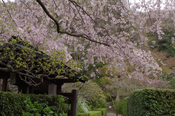 明月院の枝垂桜は満開だけど_07.jpg