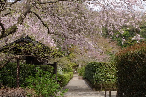 明月院の枝垂桜は満開だけど_08.jpg