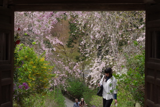 明月院の枝垂桜は満開だけど_09.jpg