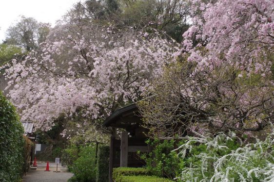 明月院の枝垂桜は満開だけど_10.jpg