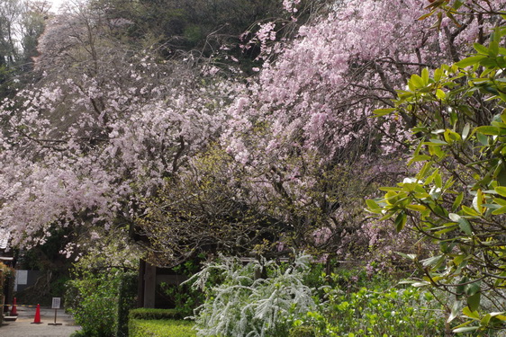 明月院の枝垂桜は満開だけど_11.jpg
