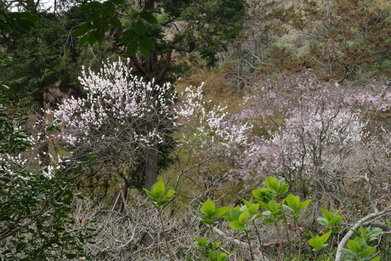 明月院の枝垂桜は満開だけど_15.jpg