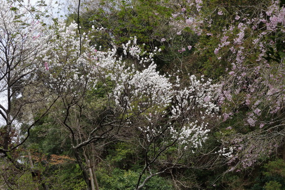 明月院の枝垂桜は満開だけど_16.jpg