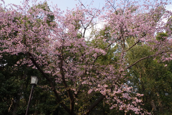 鶴岡八幡宮の桜開花に出遅れ_02.jpg
