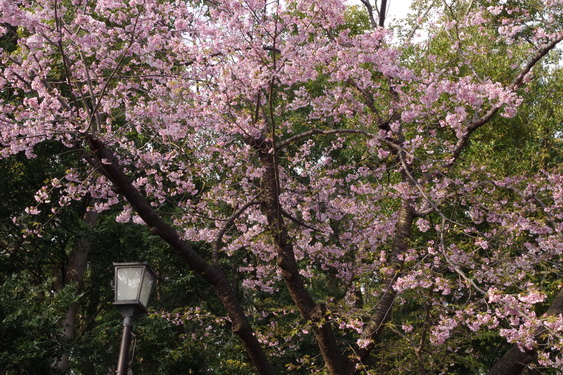鶴岡八幡宮の桜開花に出遅れ_03.jpg