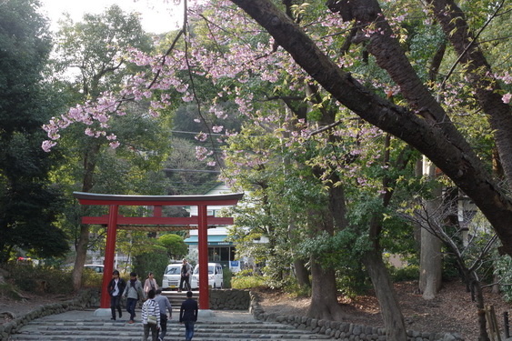 鶴岡八幡宮の桜開花に出遅れ_04.jpg