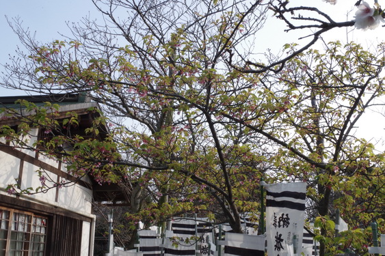 鶴岡八幡宮の桜開花に出遅れ_06.jpg