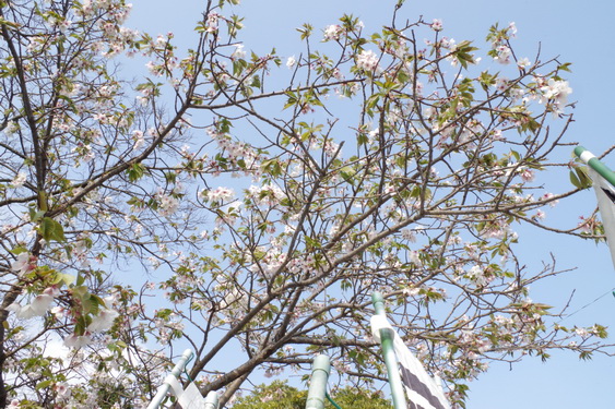 鶴岡八幡宮の桜開花に出遅れ_07.jpg