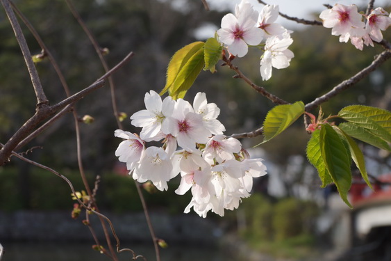 鶴岡八幡宮の桜開花に出遅れ_08.jpg
