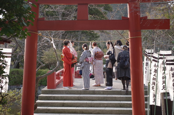 鶴岡八幡宮の桜開花に出遅れ_09.jpg
