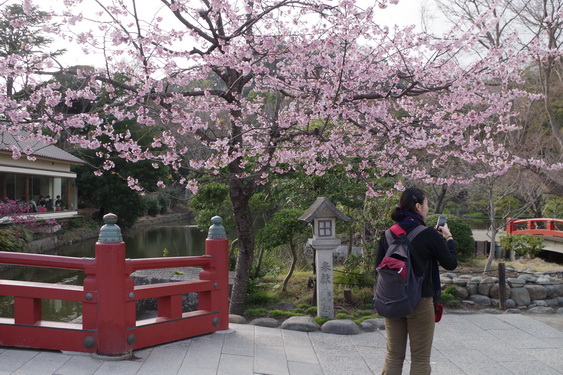 鶴岡八幡宮の桜開花に出遅れ_10.jpg