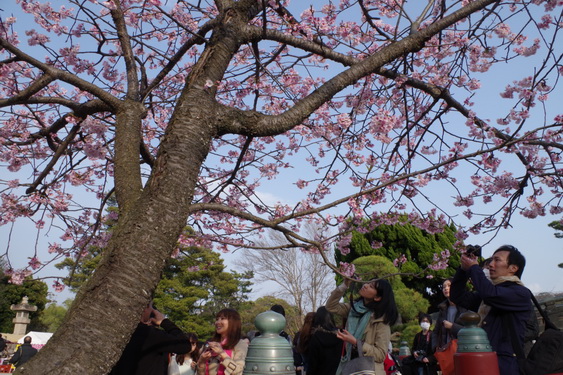 鶴岡八幡宮の桜開花に出遅れ_11.jpg