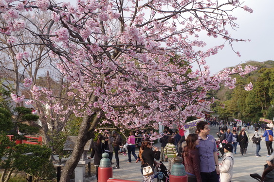 鶴岡八幡宮の桜開花に出遅れ_12.jpg