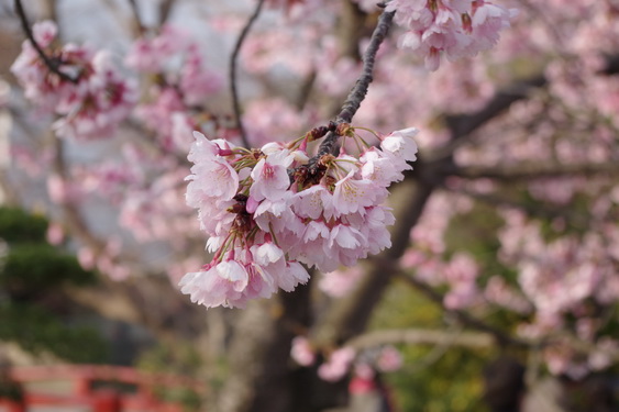 鶴岡八幡宮の桜開花に出遅れ_13.jpg