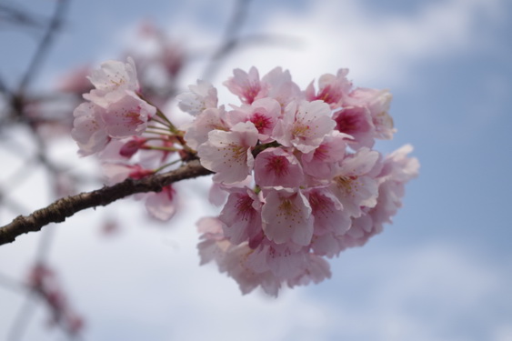 鶴岡八幡宮の桜開花に出遅れ_14.jpg
