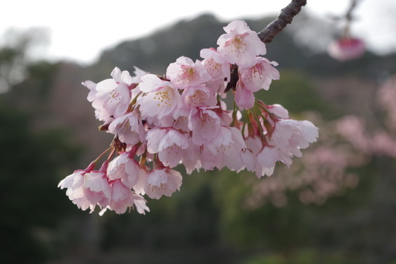 鶴岡八幡宮の桜開花に出遅れ_15.jpg