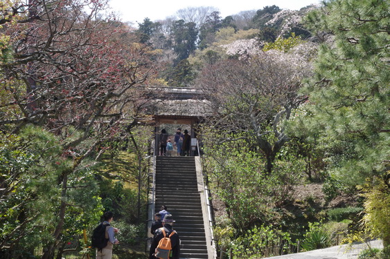 東慶寺の枝垂桜開花_01.jpg