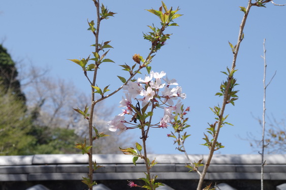 東慶寺の枝垂桜開花_02.jpg