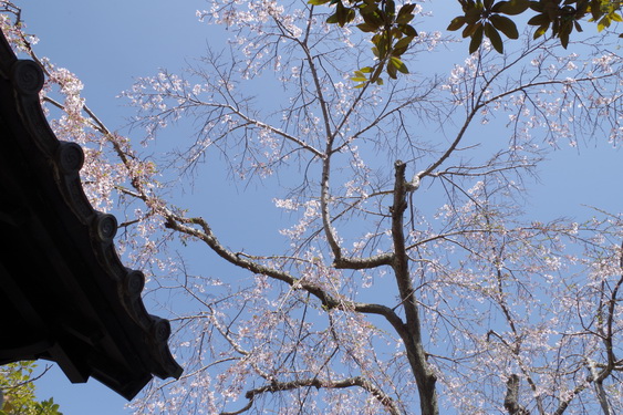 東慶寺の枝垂桜開花_03.jpg