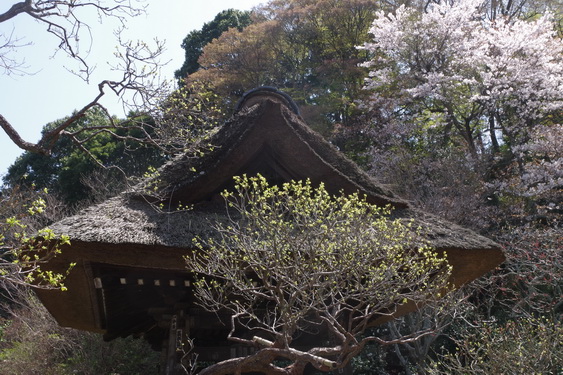 東慶寺の枝垂桜開花_04.jpg