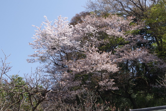 東慶寺の枝垂桜開花_05.jpg