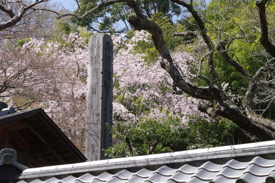 東慶寺の枝垂桜開花_06.jpg