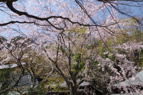 東慶寺の枝垂桜開花_07.jpg