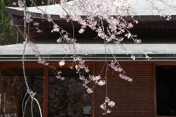 東慶寺の枝垂桜開花_08.jpg