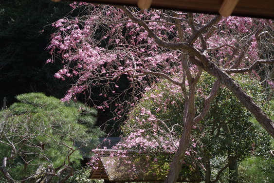 東慶寺の枝垂桜開花_10.jpg