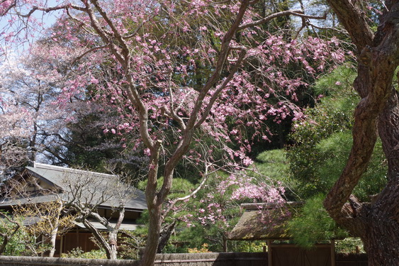 東慶寺の枝垂桜開花_11.jpg