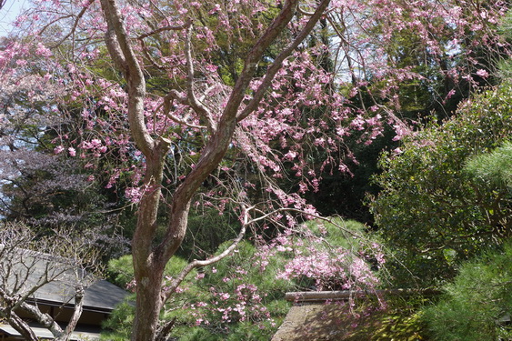 東慶寺の枝垂桜開花_12.jpg