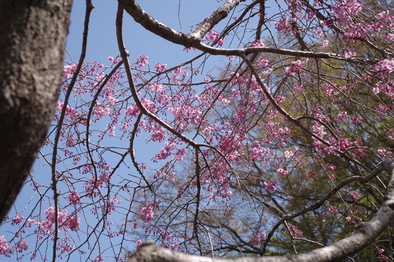 東慶寺の枝垂桜開花_13.jpg