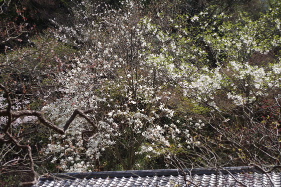東慶寺の枝垂桜開花_16.jpg