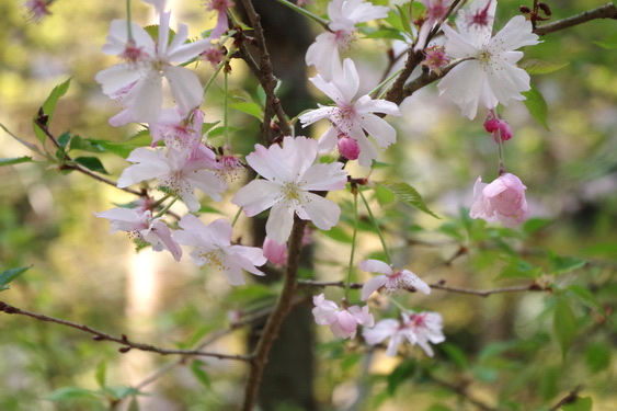東慶寺の枝垂桜開花_17.jpg