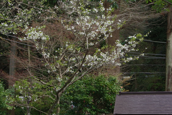 浄智寺の桜も満開だけど_05.jpg