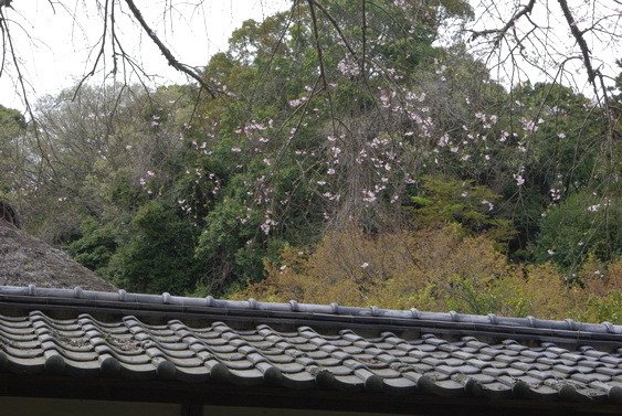 浄智寺の桜も満開だけど_09.jpg