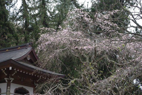 浄智寺の桜も満開だけど_15.jpg